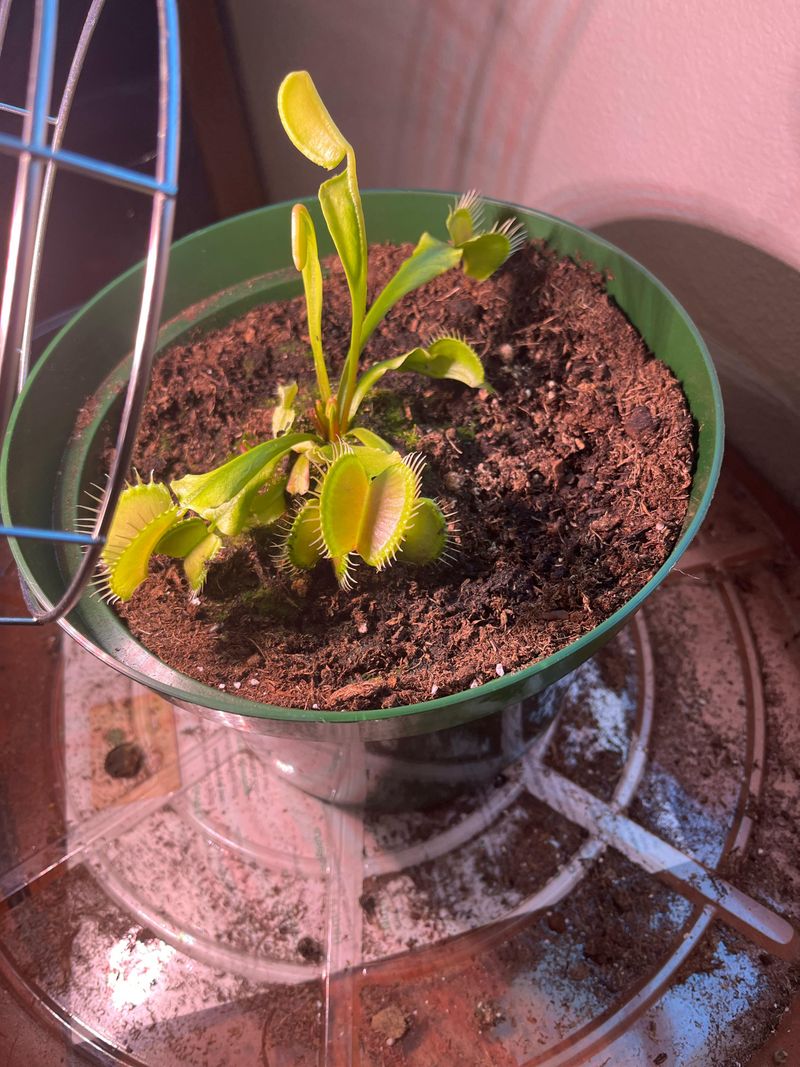 Repotting Stresses Roots During Vulnerable Rest Phase