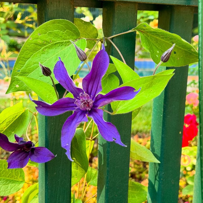 How Florida Gardeners Handle Repeat Bloomers