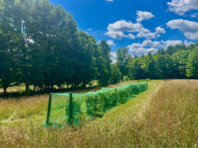 Protecting Berries From Birds And Wildlife