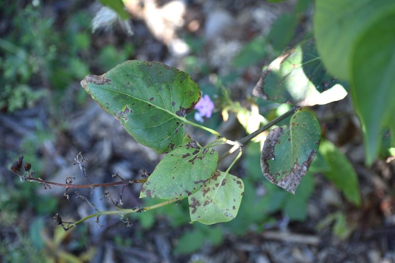 Leaving Diseased Plant Material In Garden Beds
