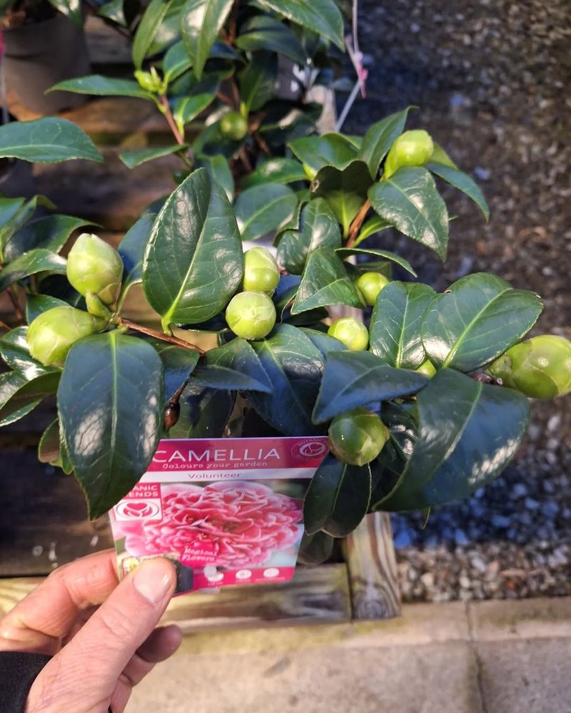 What Properly Pruned Camellias Look Like In Spring