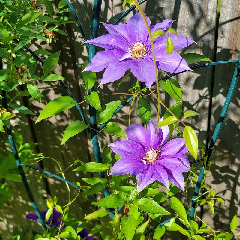 Regional Timing Differences Across Florida