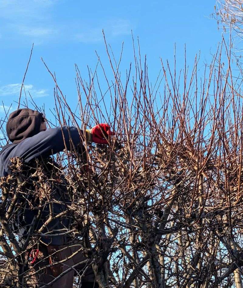 Over-Pruning Large Branches