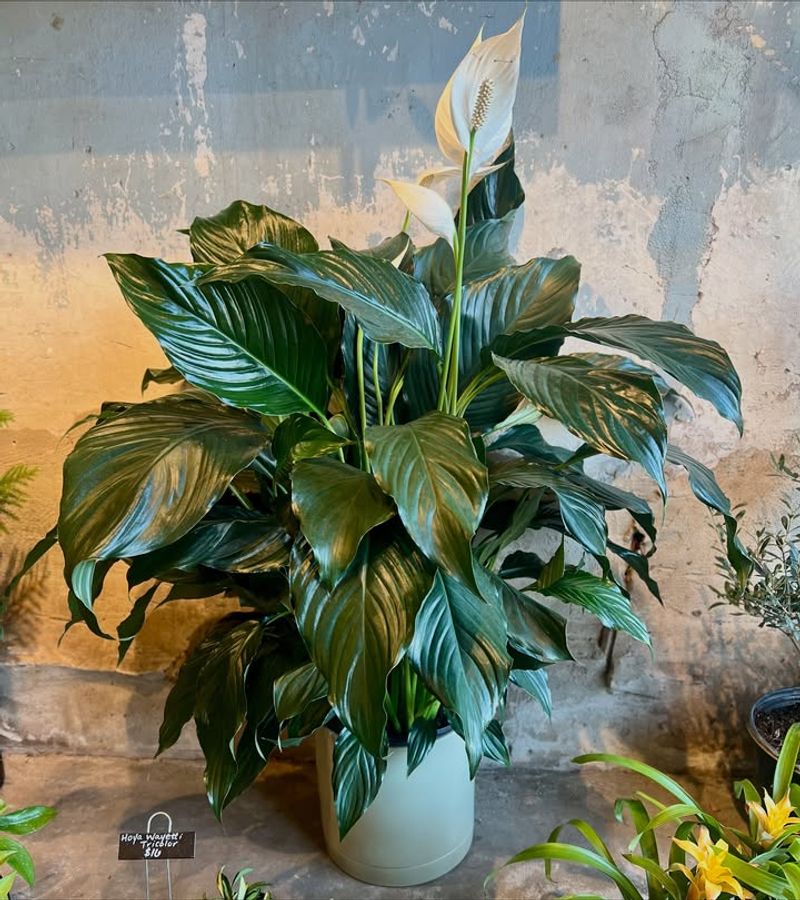 Avoiding Cuts Near The Crown