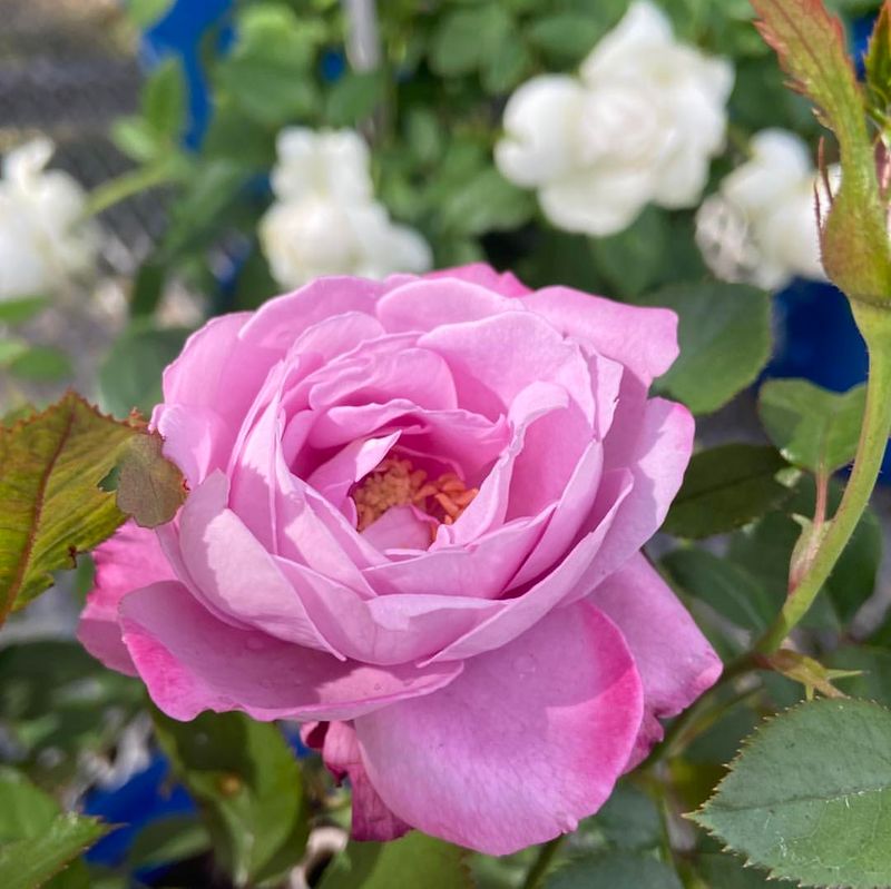 How Florida Gardeners Maintain Show-Ready Roses