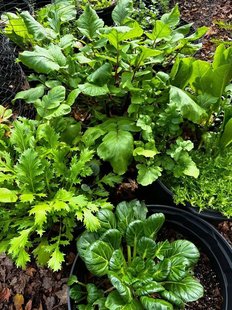 Planting Before The Last Cold Front Passes