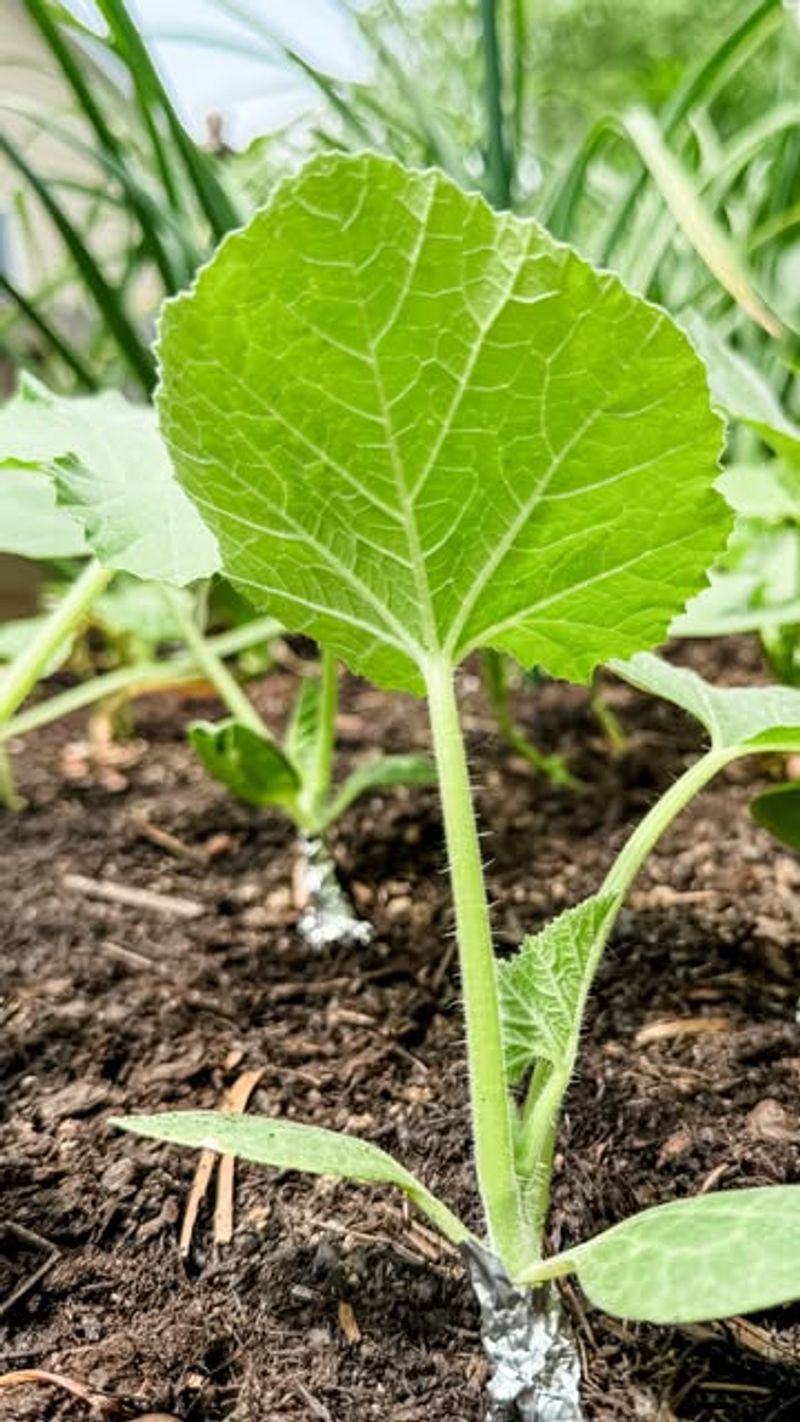 Planting Warm Season Crops Outside