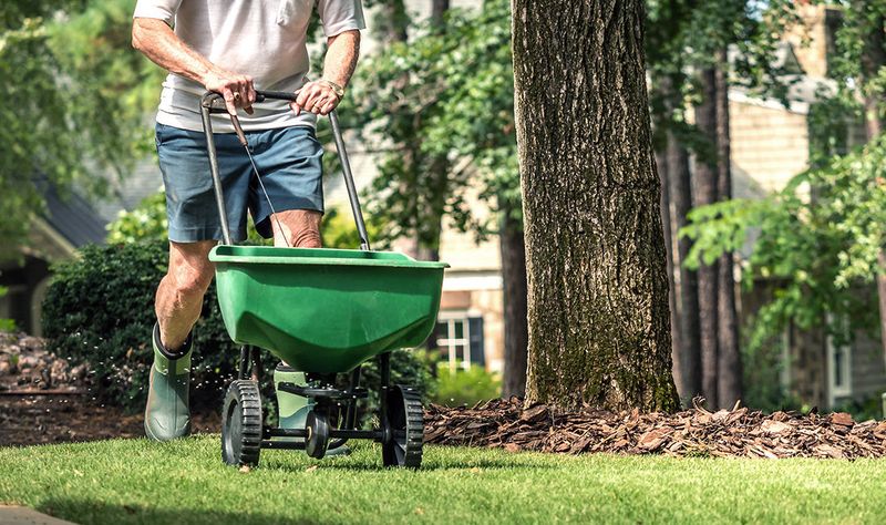 Over-Fertilizing Cool-Season Lawns