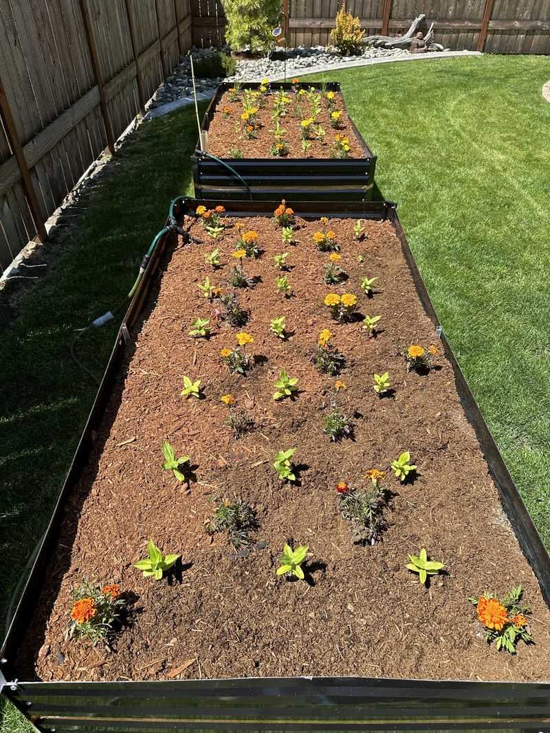 Applying Mulch Before Soil Warms Up