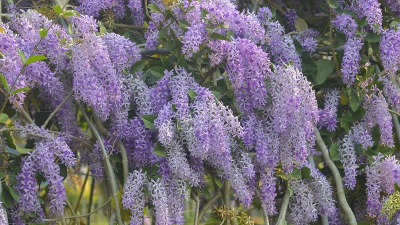 Identify The Main Trunk And Primary Lateral Stems