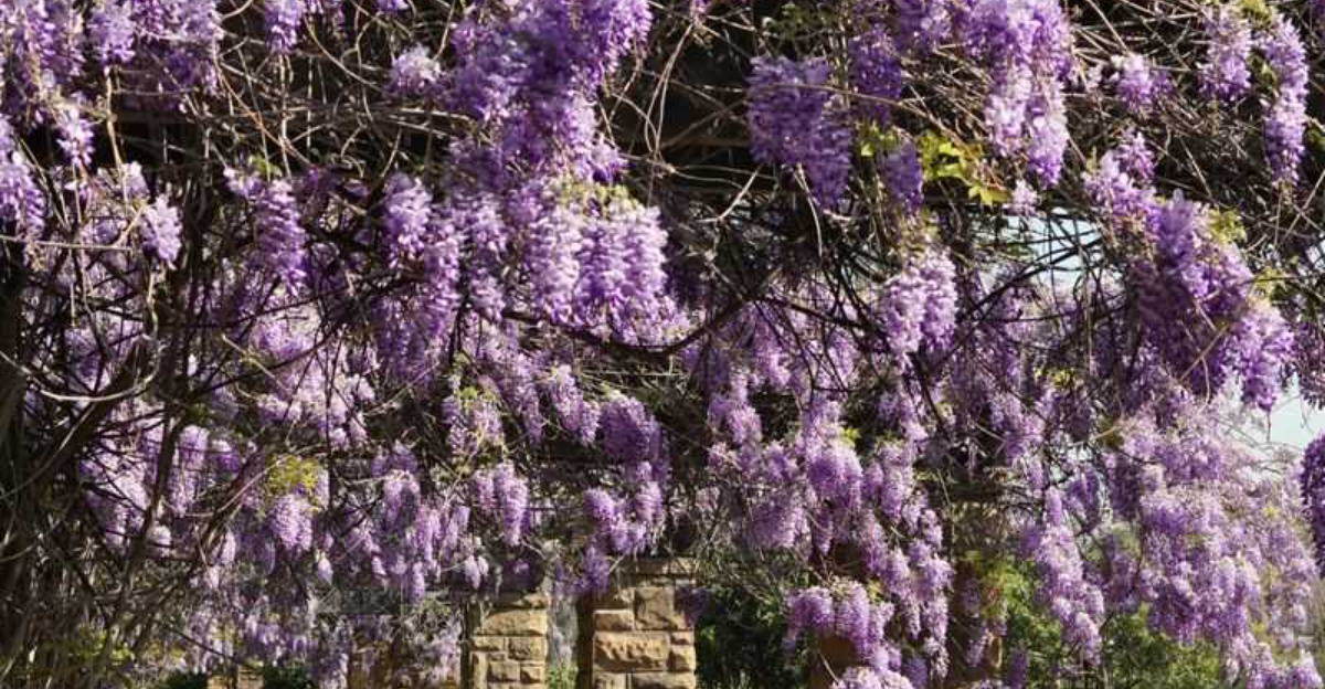 wisteria flowers
