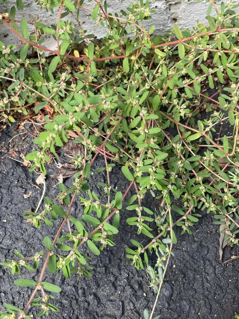 Leaving Bare Soil Exposed In Hot Weather