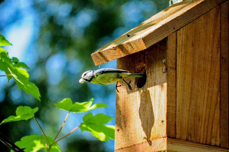 Cleaning Out Birdhouses And Nest Boxes