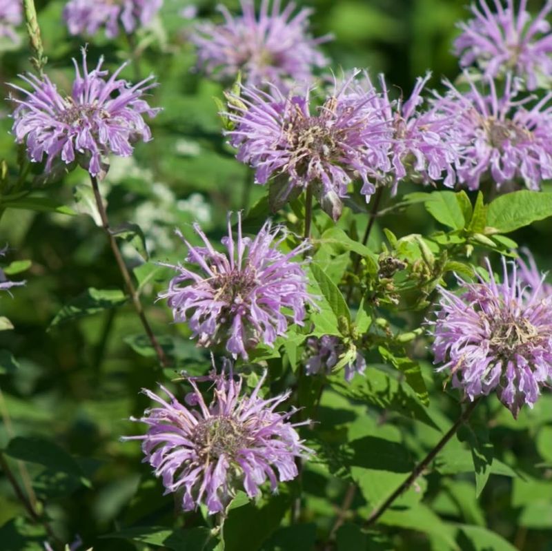 Wild Bergamot (Monarda fistulosa)