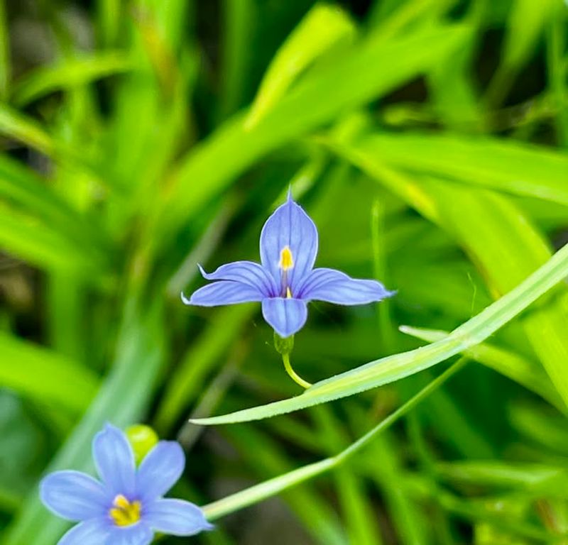 Blue Eyed Grass Has Small Flowers With Big Charm