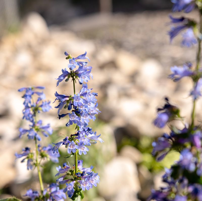 Penstemon