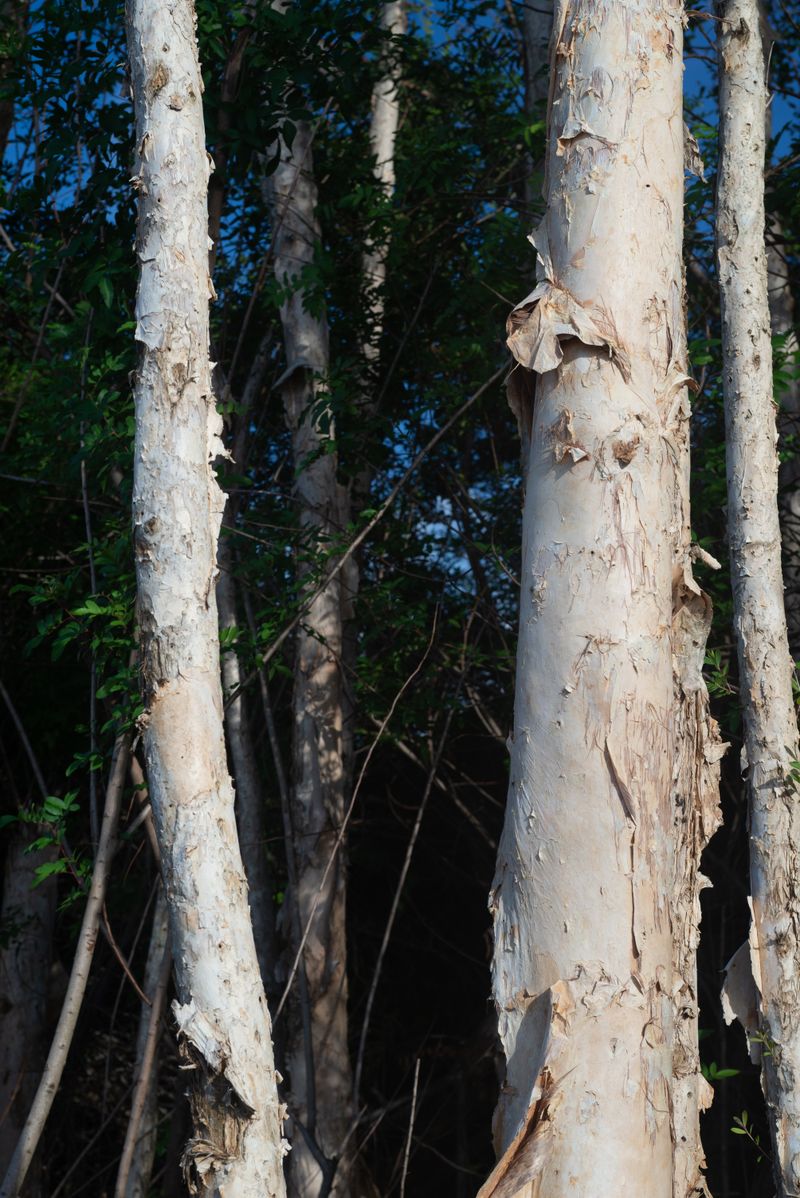 Melaleuca (Melaleuca Quinquenervia)