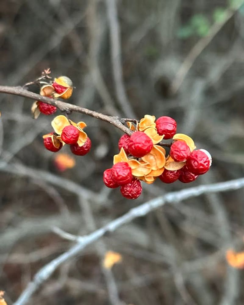 Oriental Bittersweet