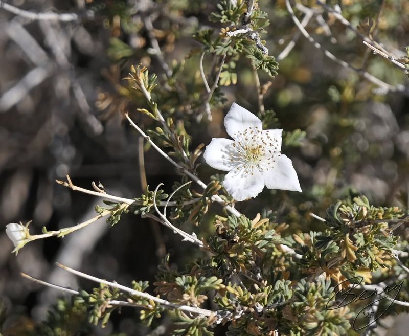Apache Plume (Fallugia Paradoxa)
