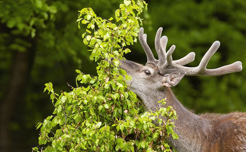Apply Deer Repellent Sprays To Your Plants