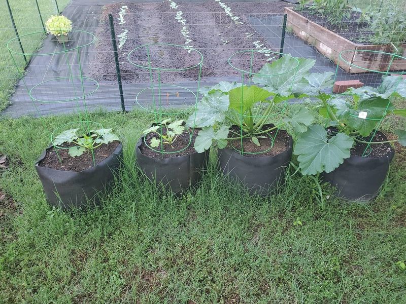 Premium Organic Potting Mix