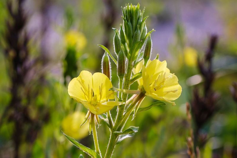 Evening Primrose