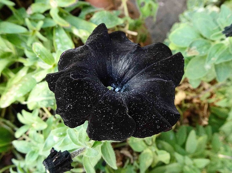 Black Velvet Petunia