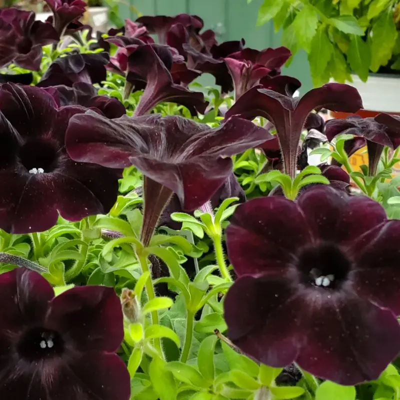Black Velvet Petunia