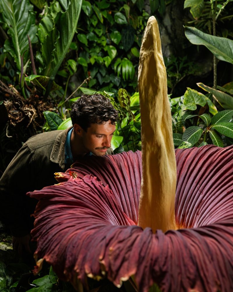 Corpse Flower