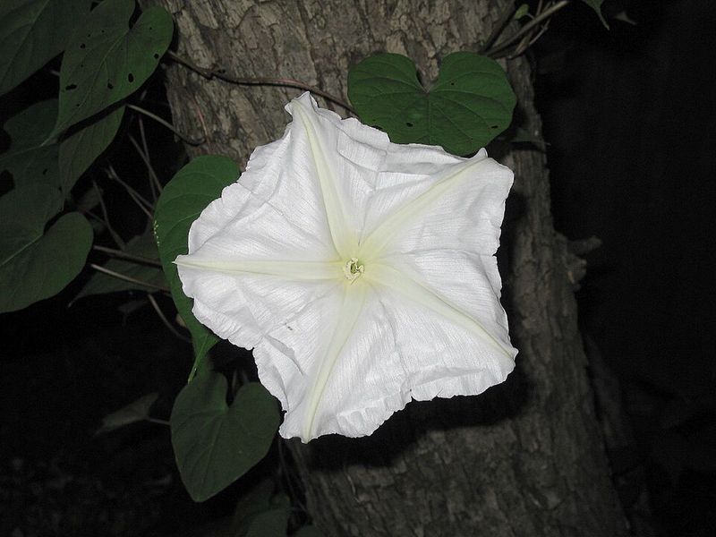 Moonflower (Ipomoea alba)