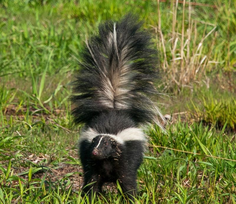 Skunks And Their Insect Control Role