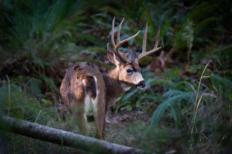 Deer And Their Seasonal Feeding Patterns