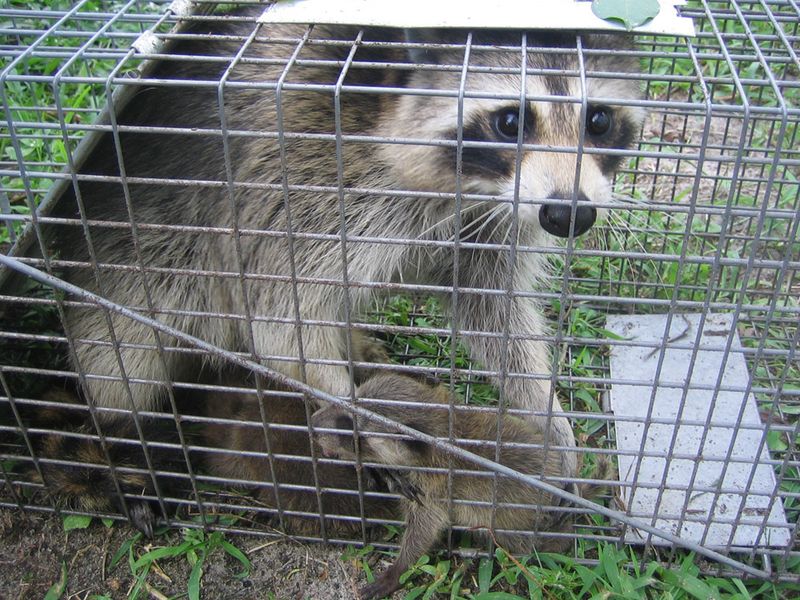DIY Trapping Can Be Illegal And Risky