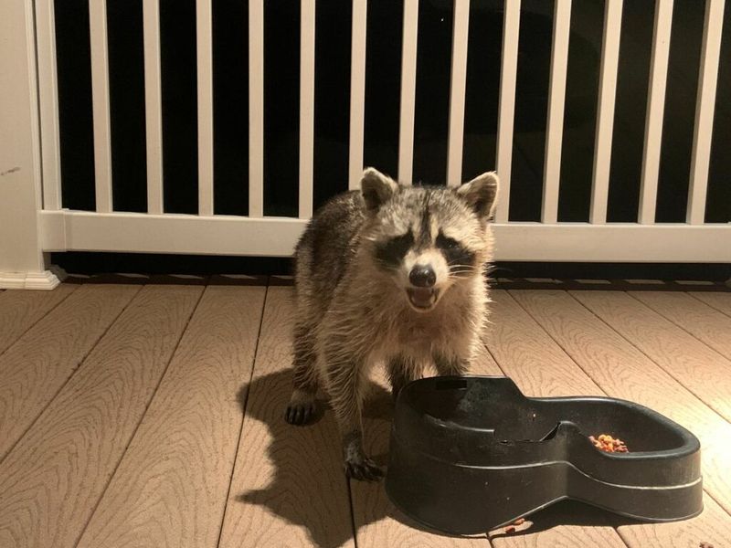 Raccoons Are Attracted To Specific Yard Features