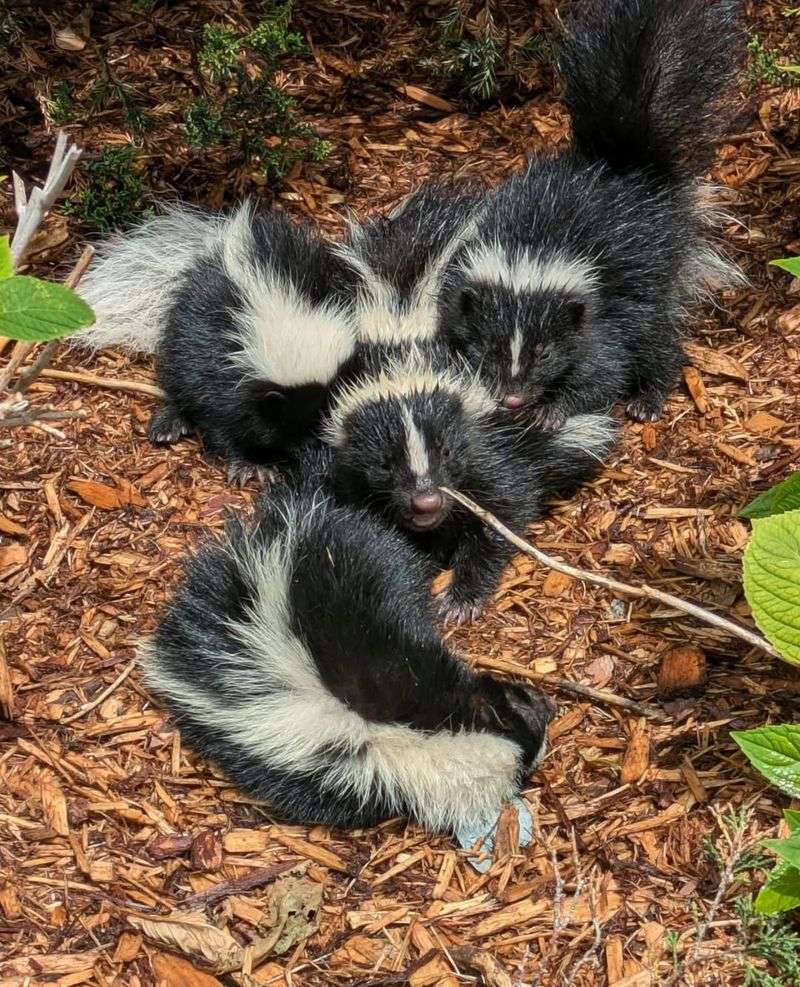 Skunks Actively Denning With Young
