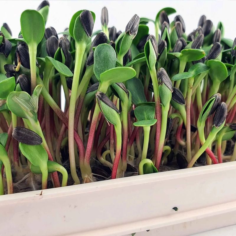 Sunflower Microgreens