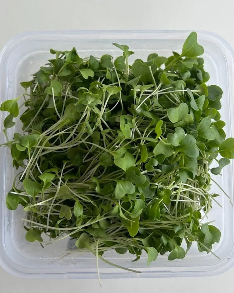 Broccoli Microgreens