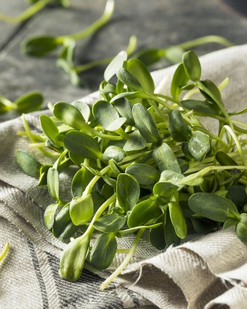 Sunflower Microgreens