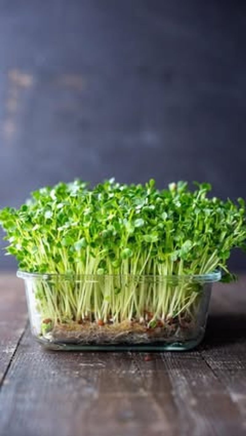 Broccoli Microgreens For Nutrient-Dense Greens