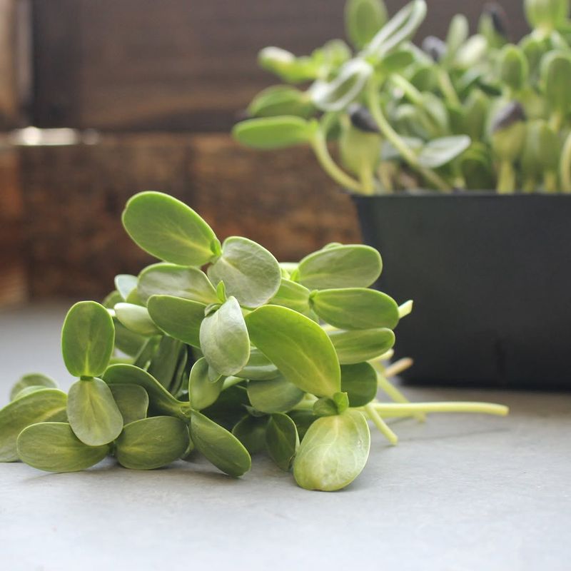 Sunflower Microgreens