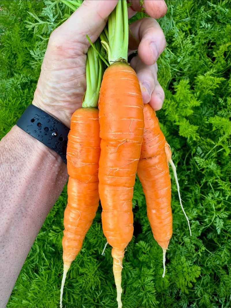 Carrots