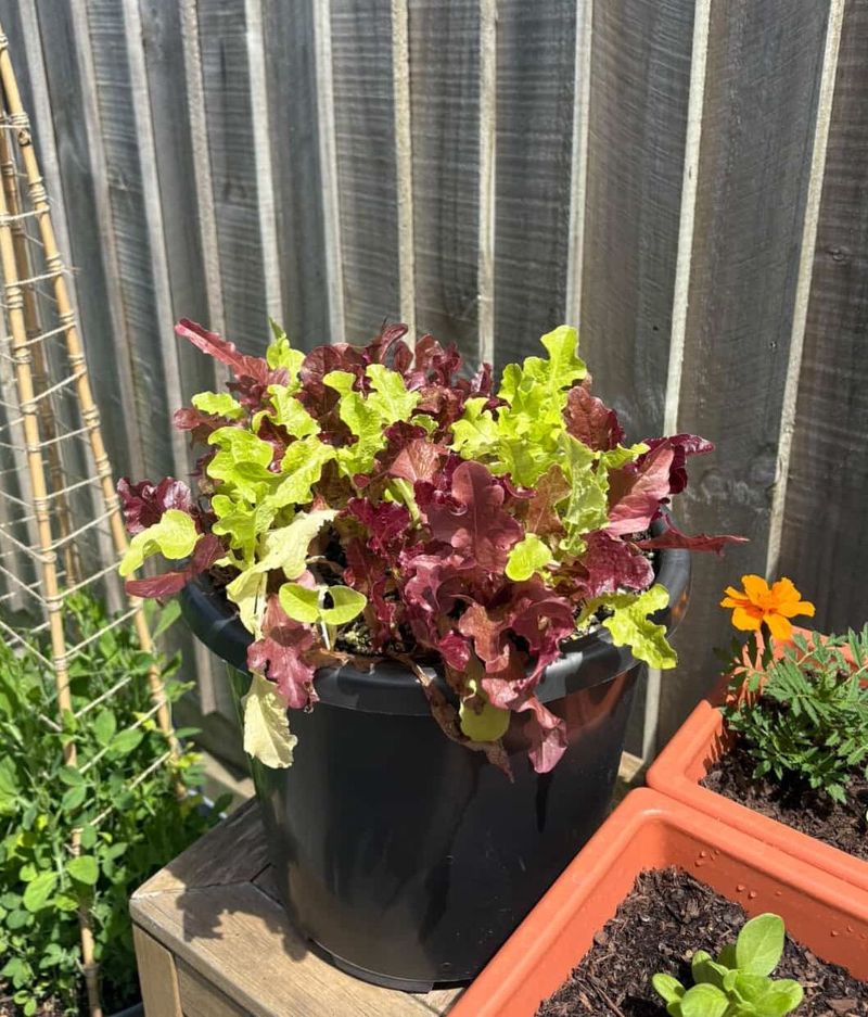 Leaf Lettuce (Cut-And-Come-Again Types)