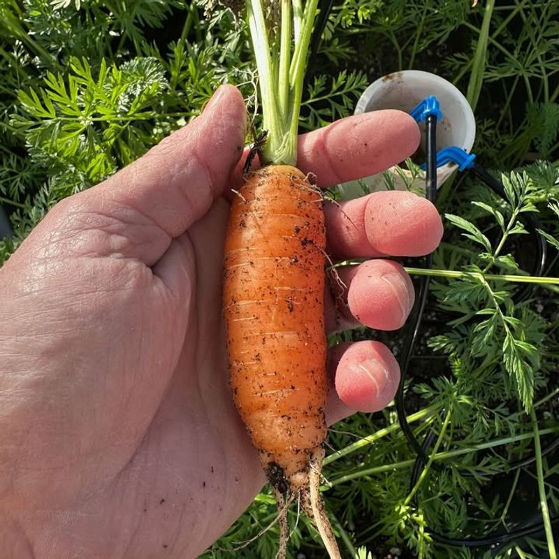 Carrots