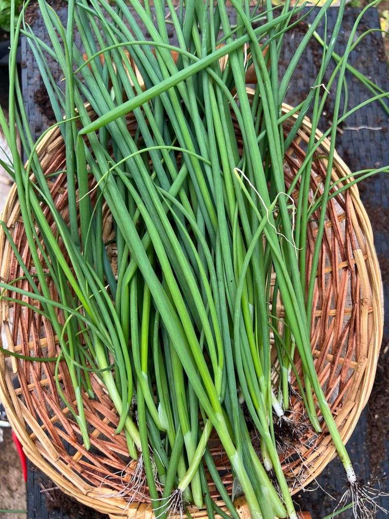 Green Onions (Scallions)