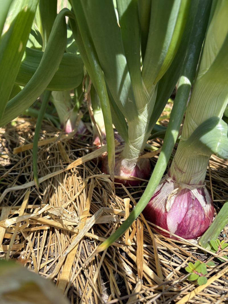Green Onions Keep Growing All Season