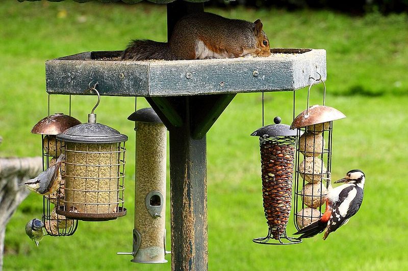 Bird Feeders Invite Wildlife Visitors