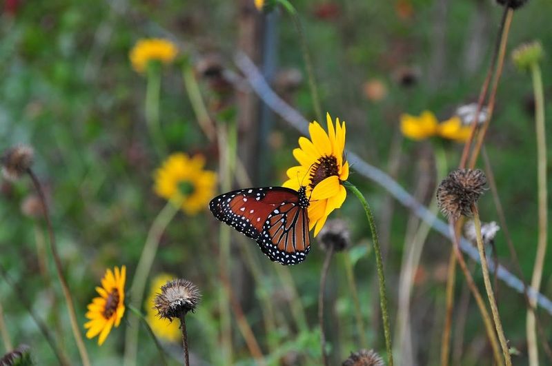Pollinator Pathways Support Declining Species