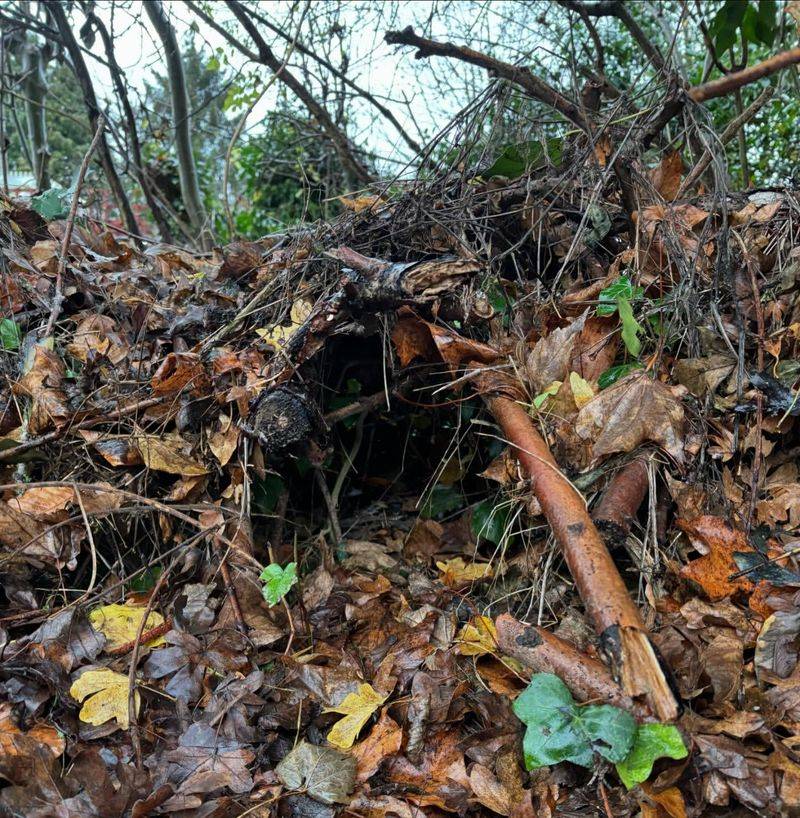 Brush Piles Provide Essential Wildlife Shelter