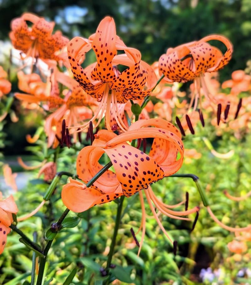 Tiger Lily (Lilium lancifolium)