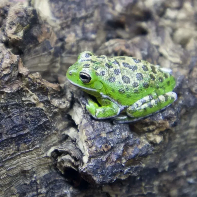 Busy Frog Yards Mean Strong Food Availability